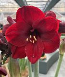 Hippeastrum - Amaryllis "Mandela Peru" (Zimmerpflanze)