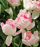 Gef�lltbl�hende sp�te Tulpe Wild Romance