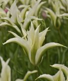 Lilienbl�tige Tulpe Greenstar