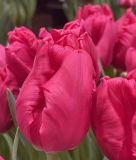 Papagei-Tulpe Marvel Parrot