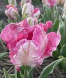 Papagei-Tulpe Silver Parrot