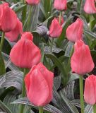 Tulipa greigii Oratorio