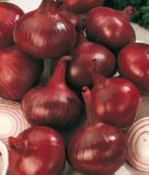Wintersteckzwiebeln "Akado" (rot)