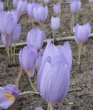 Crocus kotschyanus (Ring-Herbstkrokus)