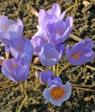 Crocus kotschyanus (Ring-Herbstkrokus)