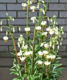 Lilium Martagon-Hybride "Snowy Morning"