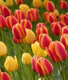 Darwin-Hybrid-Tulpe Beauty of Apeldoorn