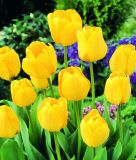 Darwin-Hybrid-Tulpe Golden Apeldoorn