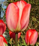 Darwin-Hybrid-Tulpe Big Chief