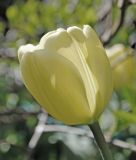 Darwin-Hybrid-Tulpe Ivory Floradale