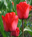 Darwin-Hybrid-Tulpe Red Impression