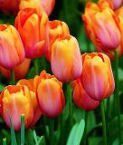 Einfachblhende spte Tulpe Dordogne