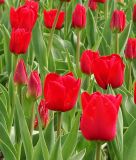 Einfachblhende spte Tulpe Kingsblood