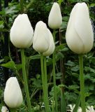 Einfachblhende spte Tulpe Maureen