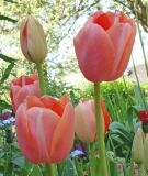 Einfachblhende spte Tulpe Menton