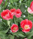 Einfachblhende spte Tulpe Menton