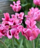 Coronet-Tulpe Picture