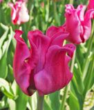 Coronet-Tulpe Picture