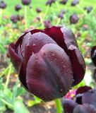 Einfachblhende spte Tulpe Queen of Night
