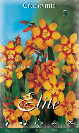 Crocosmia crocosmiiflora "Emily McKenzie" (Montbretie)