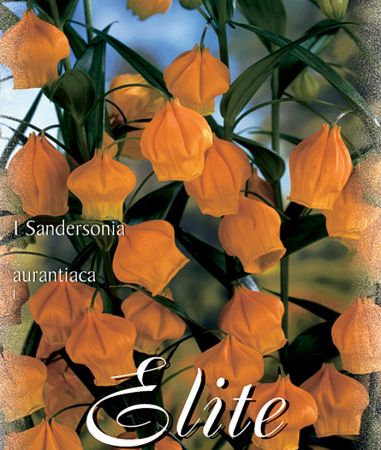 Sandersonia aurantiaca (Goldglöckchen, Chinesische Laternenlilie)