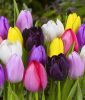 Einfachblhende spte Tulpe "Malerpalette"