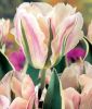 Tulipa viridiflora China Town