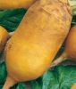 Futterrbe "Gelb" - Beta vulgaris