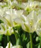 Tulipa viridiflora Spring Green