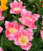 Crispa-Tulpe Fancy Frills