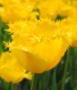 Crispa-Tulpe Maja