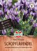 Lavandula stoechas 