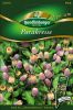 Parakresse / Zahnwehpflanze- Spilanthes oleracea