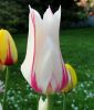 Lilienbltige Tulpe Marilyn