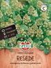 Reseda odorata - Resede