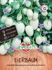 Solanum melongena - Eierbaum