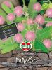 Mimosa pudica "Rhr mich nicht an" - Mimose