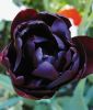 Geflltblhende spte Tulpe Black Hero