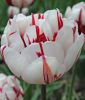 Geflltblhende spte Tulpe Carneval de Nice