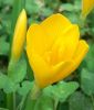 Sternbergia lutea - Goldkrokus