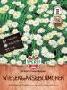 Bellis perennis "SPERLI