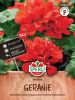 Pelargonium zonale "Madeira F1 Rot" - Stehende Geranie