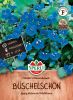 Phacelia campanularia 