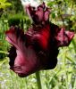 Papagei-Tulpe Black Parrot