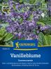 Heliotropium arborescens "Sonnenwende" - Heliotrop, Vanilleblume