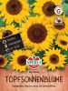Helianthus annuus "Big Smile" - Sonnenblume (Topf-Sonnenblume)