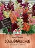 Antirrhinum majus "Halbhohe Mischung" - Lwenmaul