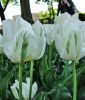 Papagei-Tulpe White Parrot