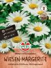 Leucanthemum vulgare 