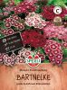 Dianthus barbatus "Einfache Prachtmischung" - Bartnelke